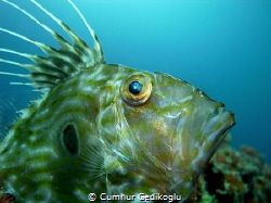 Zeus Faber
John Dory is lonely dream by Cumhur Gedikoglu 